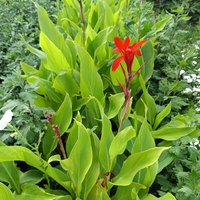 Кана индика (Canna Indica)
