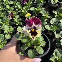 Къдрави теменужки