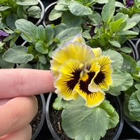 Къдрави теменужки