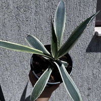 Столетник (Agave americana 'Variegata')