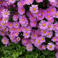 Алпийска астра /Aster alpinus/ - Pink