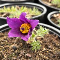 Pulsatilla vulgaris ‘Blaue Glocke’ (Съсънка)