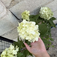 Hydrangea paniculata 'Vanille Fraise' - Хортензия метличеста „Vanille Fraise“