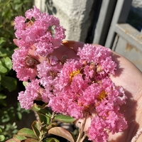 Индийски люляк - Lagerstroemia indica