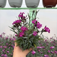 Каскаден ароматен карамфил