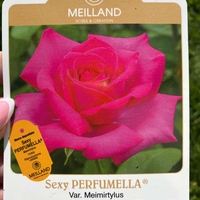 VELASQUEZ® / Sexy PERFUMELLA® Meimirtylus