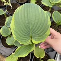 Хоста /Hosta/ - Christmas Tree