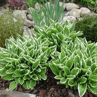 Хоста /Hosta/ - Hosta Albomarginata