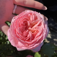 EDEN ROSE® Meiviolin/ GPT. EDEN ROSE Pierre De Ronsard ®