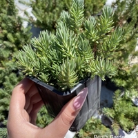 Седум рефлексум (Sedum reflexum)
