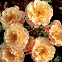 Cubana ® Rose