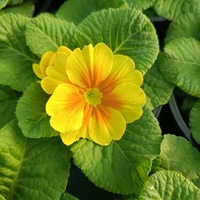 Едроцветна иглика - XL Mid Early Mix