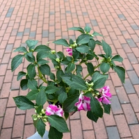 Impatiens walleriana 'Raffael Star Mix' (Циганче / Импатиенс)