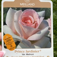 PRINCE JARDINIER® / FRANCIS MEILLAND™ Meitroni