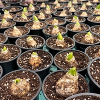 Зюмбюл Blue Jacket в саксия - единичен