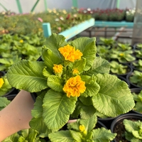 Кичеста иглика, тип розичка