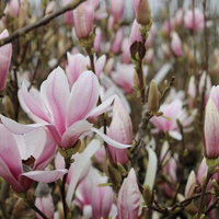 Магнолия Soulangeana (Magnolia × soulangeana)