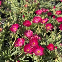 Delosperma cultivars sel® ‘LIDO MAGENTA’