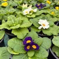 Едроцветна иглика - XL Mid Early Mix