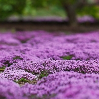 Пълзяща мащерка