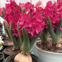 Зюмбюл Jan Bos в саксия - единичен