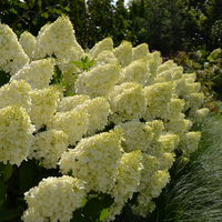 Хортензия метличеста „Полярна мечка“ - Hydrangea paniculata 'Polar Bear'