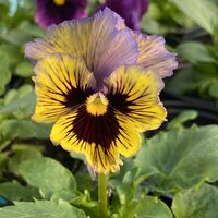 Къдрави теменужки