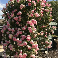EDEN ROSE® Meiviolin/ GPT. EDEN ROSE Pierre De Ronsard ®