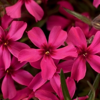 Алпийски флокс (Phlox subulata 'Scarlet flame')