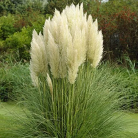 Декоративна трева Кортадерия – Бяла (Cortaderia)