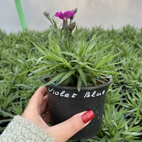 Каскаден ароматен карамфил