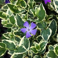 Vinca major 'Variegata' (Пъстролистна голяма зеленика)