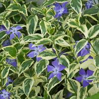Vinca major 'Variegata' (Пъстролистна голяма зеленика)