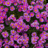 Алпийска астра /Aster alpinus/ - Happy end pink