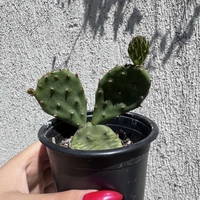 Опунция (Opuntia)