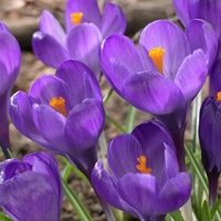Минзухар Flower Record