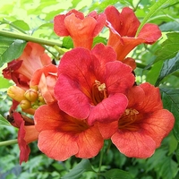 Текома (Campsis radicans)
