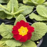 Едроцветна иглика - XL Mid Early Mix