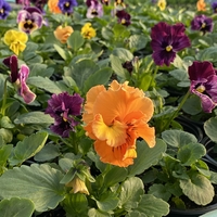 Къдрави теменужки