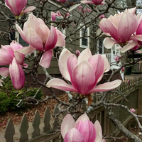 Магнолия Soulangeana (Magnolia × soulangeana)