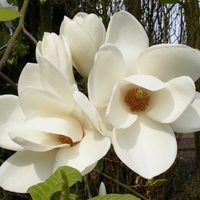 Магнолия Alba Superba (Magnolia Alba Superba)