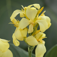 Кана / Canna CANNOVA