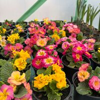 Кичеста иглика, тип розичка