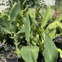 Кана индика (Canna Indica)