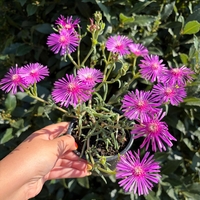 Delosperma cooperi – Делосперма Купера