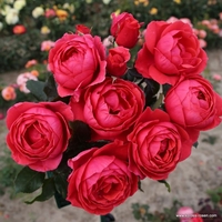 Gartenprinzessin Marie-José® - предварителна поръчка