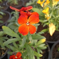 Шибой - Sugar Rush Mix