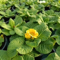 Едроцветна иглика - XL Mid Early Mix