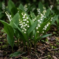 Момина сълза (Convallaria majalis)