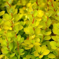 Берберис Тунберга ‘Aurea’ (Berberis thunbergii ‘Aurea’)